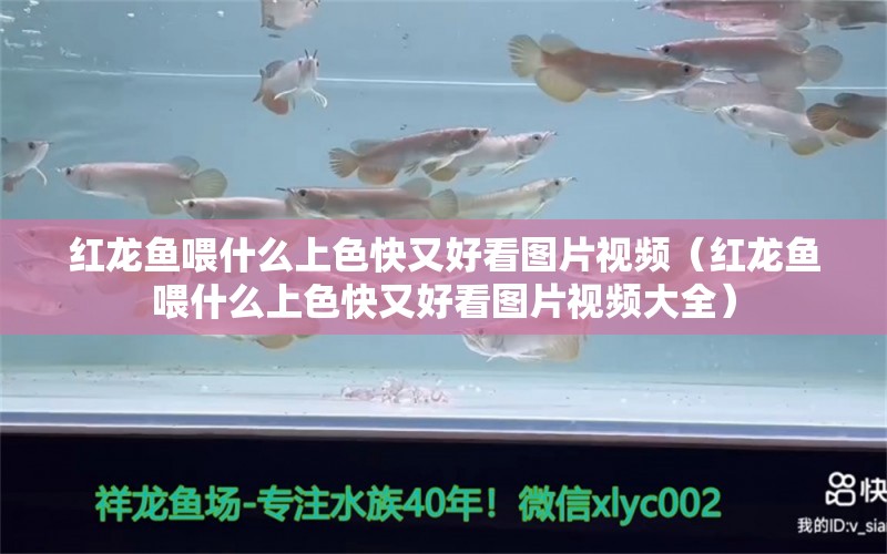 紅龍魚(yú)喂什么上色快又好看圖片視頻（紅龍魚(yú)喂什么上色快又好看圖片視頻大全）