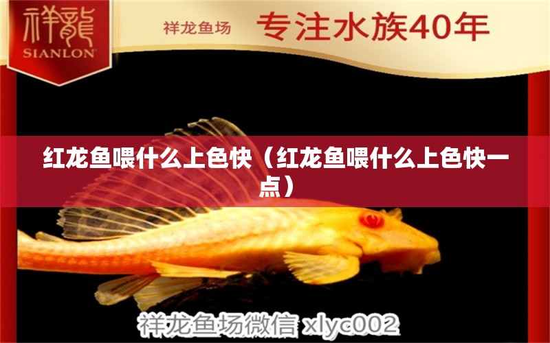 紅龍魚喂什么上色快（紅龍魚喂什么上色快一點(diǎn)） 印尼紅龍魚