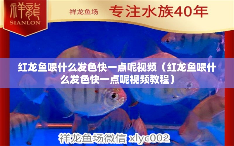 紅龍魚喂什么發(fā)色快一點呢視頻（紅龍魚喂什么發(fā)色快一點呢視頻教程） 龍魚百科