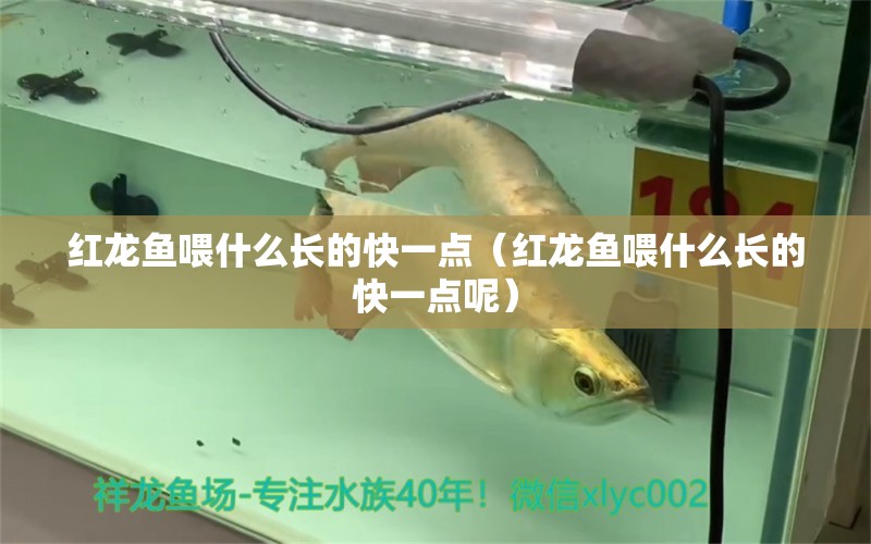 紅龍魚喂什么長的快一點（紅龍魚喂什么長的快一點呢） 龍魚百科