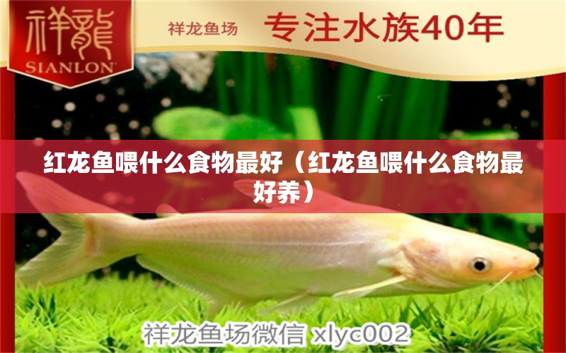 紅龍魚喂什么食物最好（紅龍魚喂什么食物最好養(yǎng)） 祥龍水族醫(yī)院