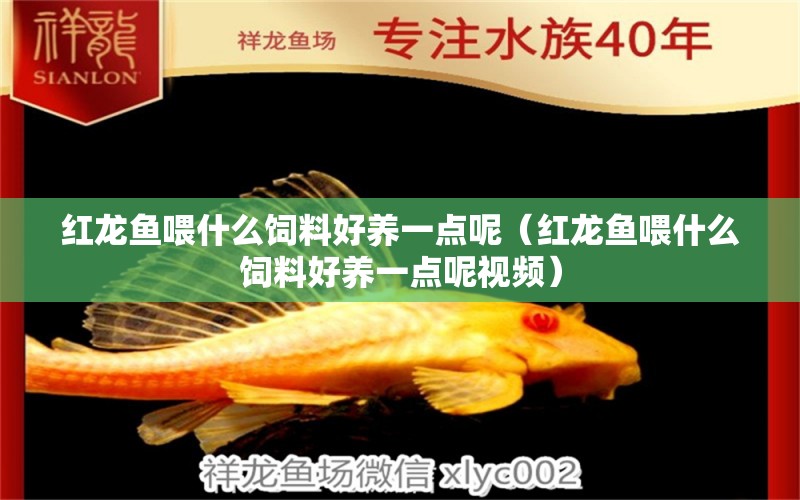 紅龍魚(yú)喂什么飼料好養(yǎng)一點(diǎn)呢（紅龍魚(yú)喂什么飼料好養(yǎng)一點(diǎn)呢視頻） 龍魚(yú)百科 第1張