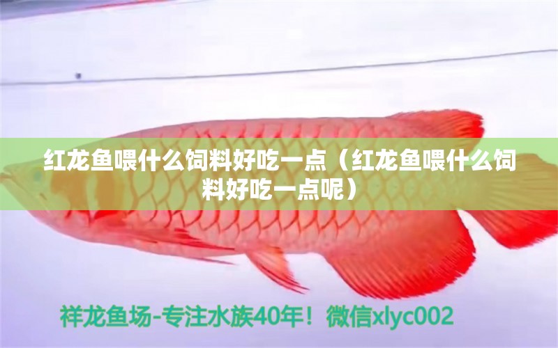 紅龍魚喂什么飼料好吃一點（紅龍魚喂什么飼料好吃一點呢） 龍魚百科