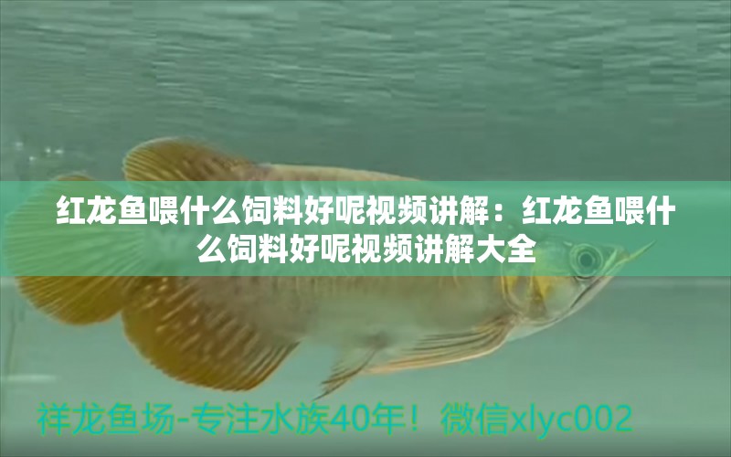 紅龍魚喂什么飼料好呢視頻講解：紅龍魚喂什么飼料好呢視頻講解大全