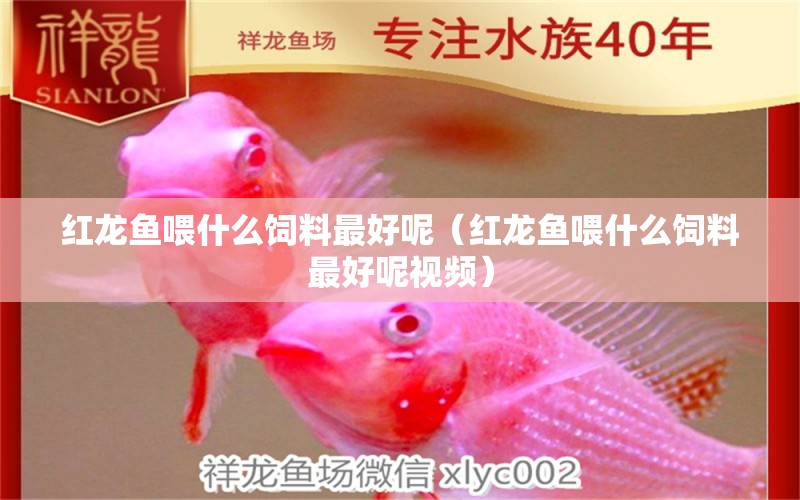 紅龍魚喂什么飼料最好呢（紅龍魚喂什么飼料最好呢視頻）