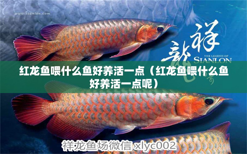 紅龍魚喂什么魚好養(yǎng)活一點(diǎn)（紅龍魚喂什么魚好養(yǎng)活一點(diǎn)呢） 龍魚百科