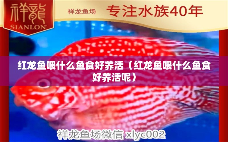 紅龍魚喂什么魚食好養(yǎng)活（紅龍魚喂什么魚食好養(yǎng)活呢） 龍魚百科