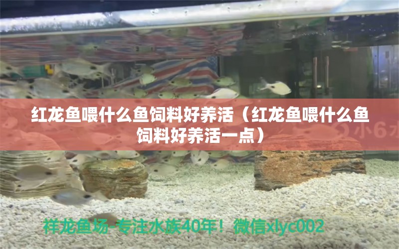 紅龍魚喂什么魚飼料好養(yǎng)活（紅龍魚喂什么魚飼料好養(yǎng)活一點(diǎn)） 龍魚百科