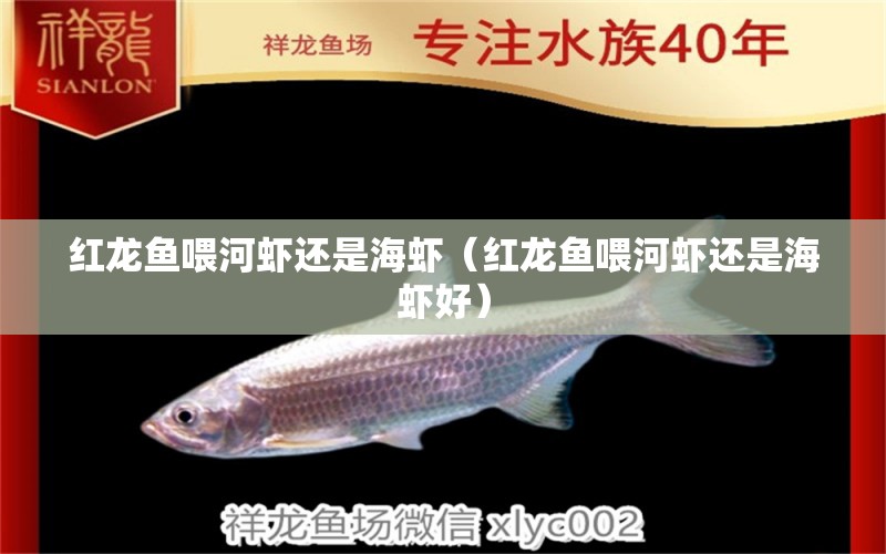 紅龍魚喂河蝦還是海蝦（紅龍魚喂河蝦還是海蝦好） 龍魚百科