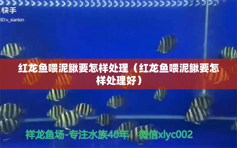 紅龍魚喂泥鰍要怎樣處理（紅龍魚喂泥鰍要怎樣處理好） 龍魚百科