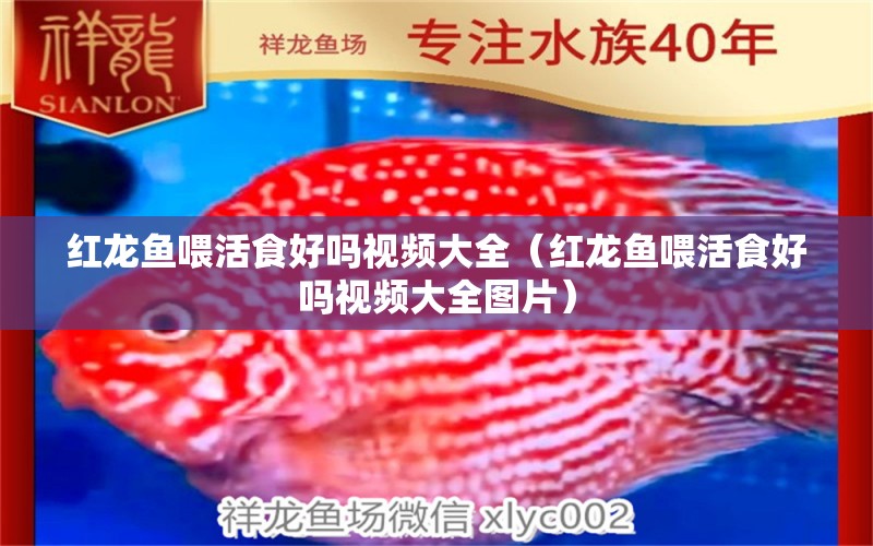 紅龍魚喂活食好嗎視頻大全（紅龍魚喂活食好嗎視頻大全圖片）