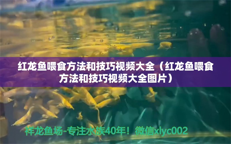 紅龍魚喂食方法和技巧視頻大全（紅龍魚喂食方法和技巧視頻大全圖片）