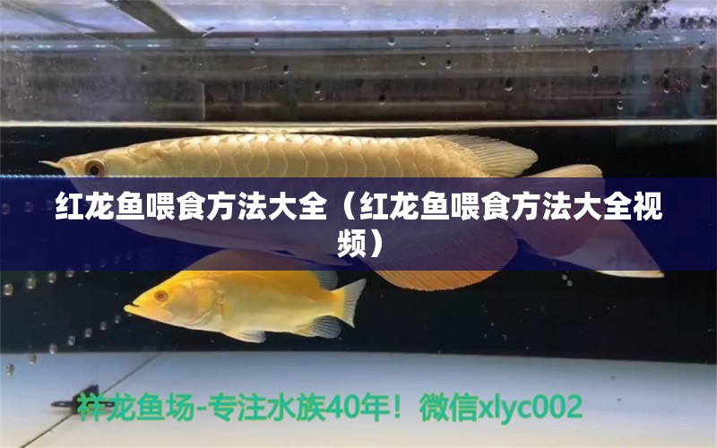 紅龍魚(yú)喂食方法大全（紅龍魚(yú)喂食方法大全視頻） 印尼紅龍魚(yú)