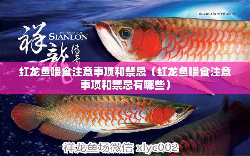 紅龍魚(yú)喂食注意事項(xiàng)和禁忌（紅龍魚(yú)喂食注意事項(xiàng)和禁忌有哪些） 印尼紅龍魚(yú)