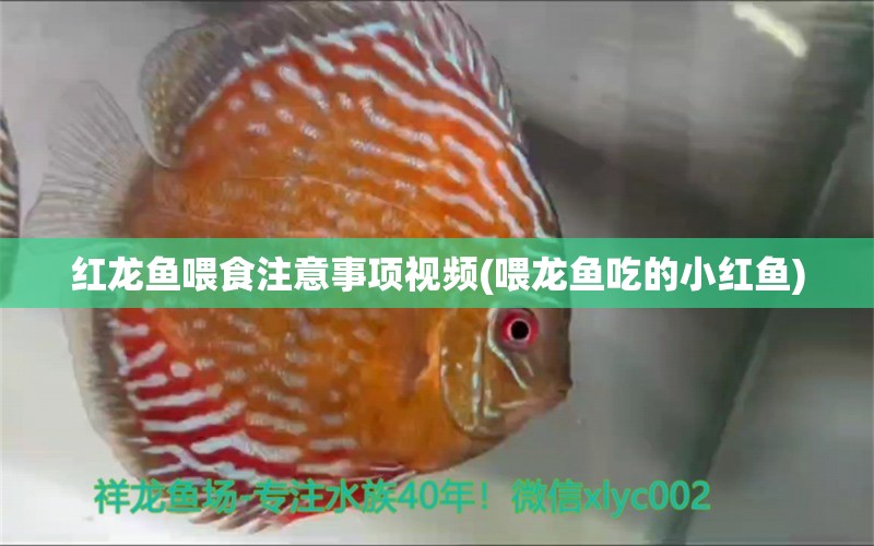 紅龍魚喂食注意事項(xiàng)視頻(喂龍魚吃的小紅魚) 高背金龍魚