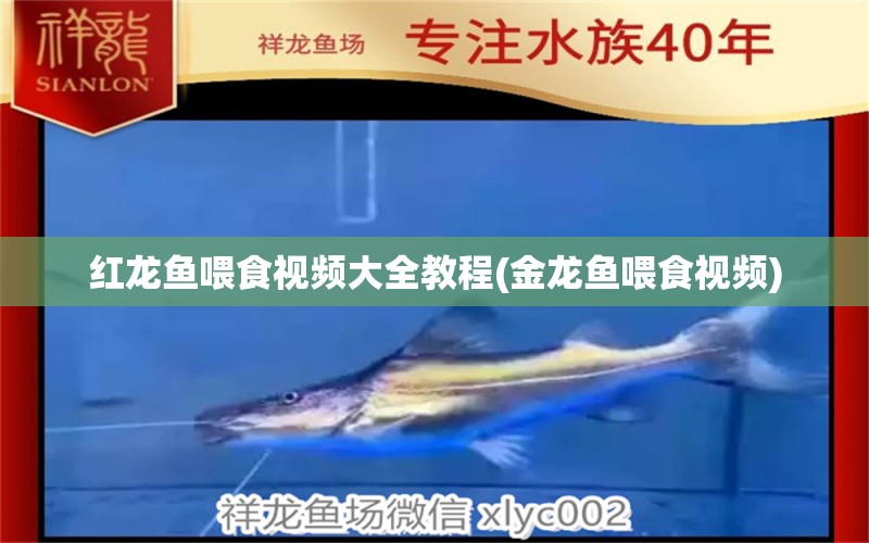 紅龍魚喂食視頻大全教程(金龍魚喂食視頻) 印尼虎苗