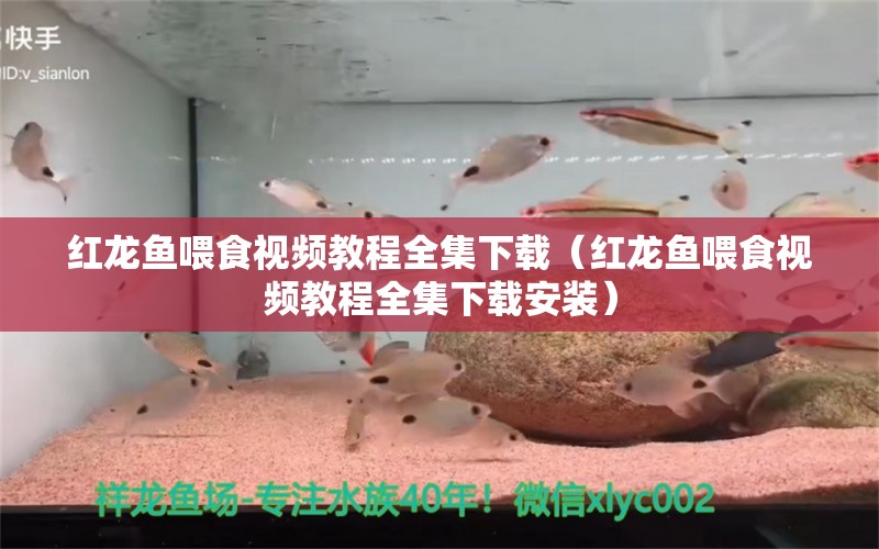 紅龍魚(yú)喂食視頻教程全集下載（紅龍魚(yú)喂食視頻教程全集下載安裝）