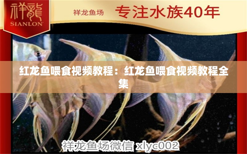 紅龍魚(yú)喂食視頻教程：紅龍魚(yú)喂食視頻教程全集