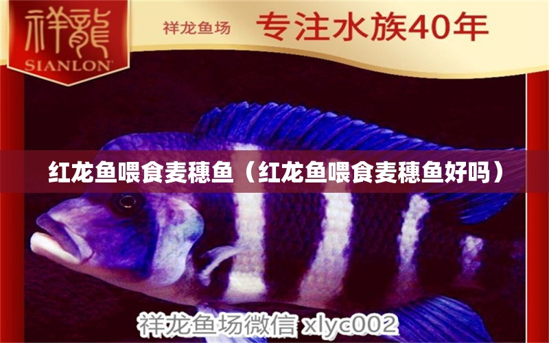 紅龍魚喂食麥穗魚（紅龍魚喂食麥穗魚好嗎）