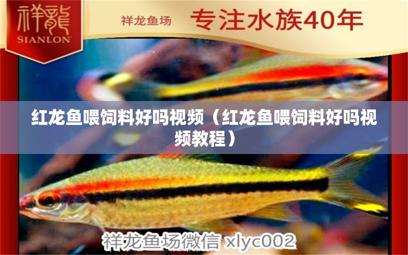 紅龍魚喂飼料好嗎視頻（紅龍魚喂飼料好嗎視頻教程）