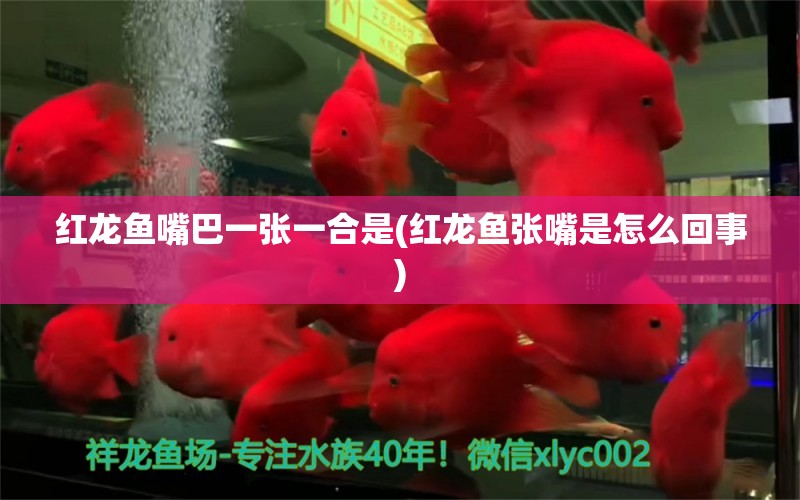 紅龍魚嘴巴一張一合是(紅龍魚張嘴是怎么回事) 帝王迷宮魚