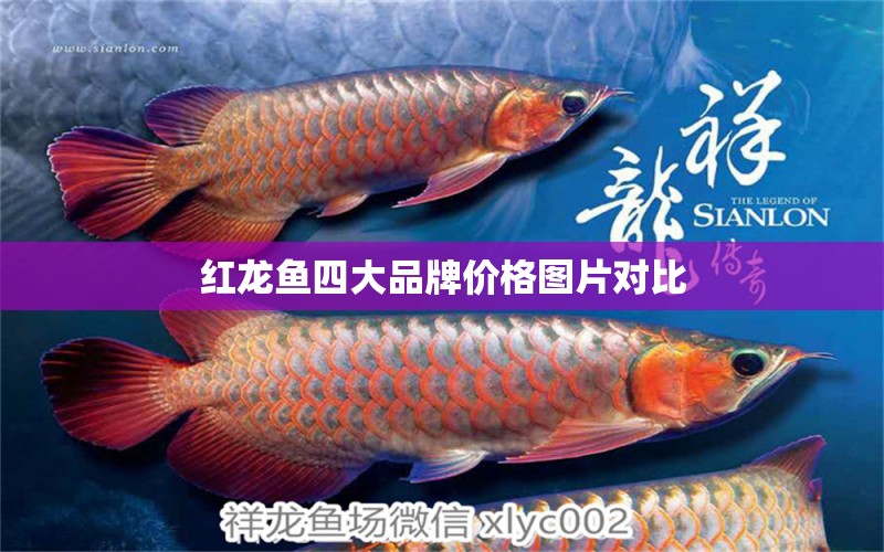 紅龍魚(yú)四大品牌價(jià)格圖片對(duì)比