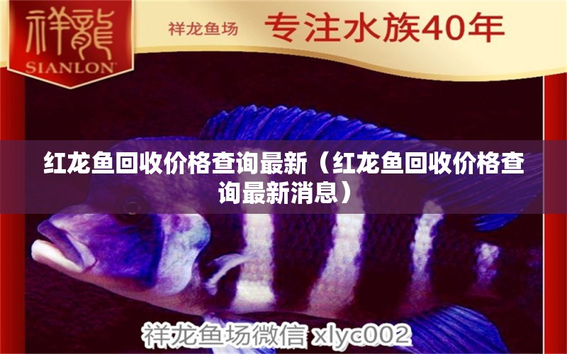 紅龍魚回收價格查詢最新（紅龍魚回收價格查詢最新消息）