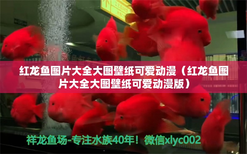 紅龍魚圖片大全大圖壁紙可愛動漫（紅龍魚圖片大全大圖壁紙可愛動漫版）