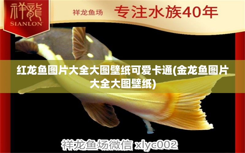 紅龍魚圖片大全大圖壁紙可愛卡通(金龍魚圖片大全大圖壁紙) 慈雕魚