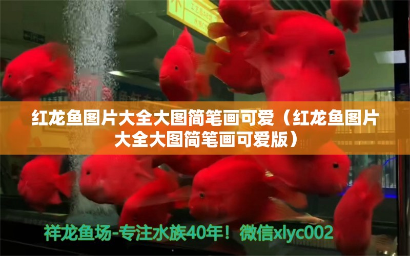 紅龍魚圖片大全大圖簡筆畫可愛（紅龍魚圖片大全大圖簡筆畫可愛版）