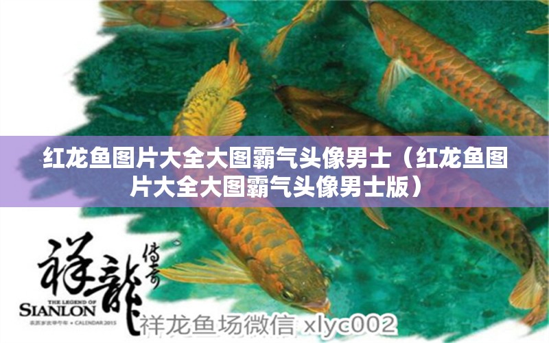 紅龍魚圖片大全大圖霸氣頭像男士（紅龍魚圖片大全大圖霸氣頭像男士版）