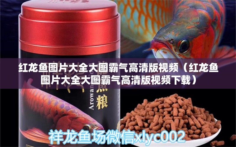 紅龍魚圖片大全大圖霸氣高清版視頻（紅龍魚圖片大全大圖霸氣高清版視頻下載） 龍魚百科