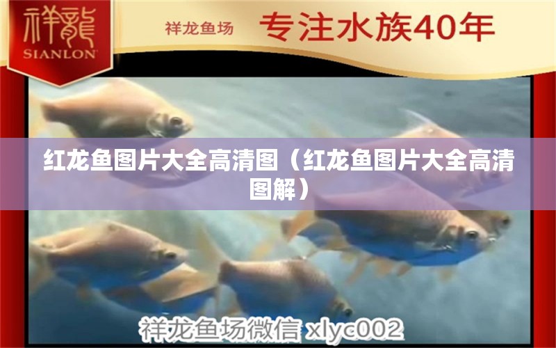 紅龍魚圖片大全高清圖（紅龍魚圖片大全高清圖解） 印尼紅龍魚