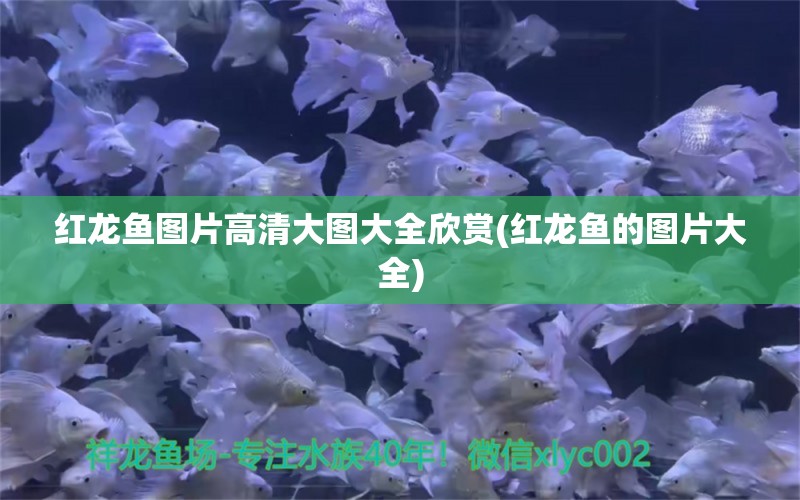 紅龍魚圖片高清大圖大全欣賞(紅龍魚的圖片大全) 魚缸百科