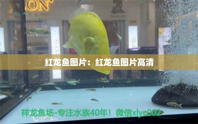 紅龍魚(yú)圖片：紅龍魚(yú)圖片高清 其它水族用具設(shè)備