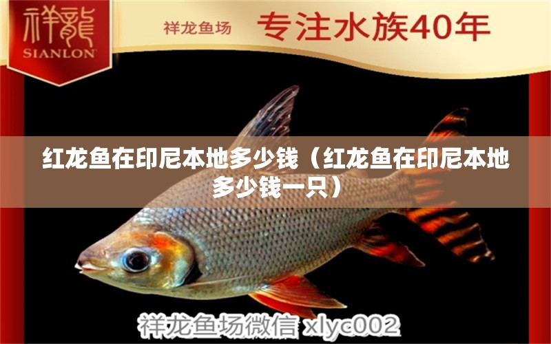 紅龍魚在印尼本地多少錢（紅龍魚在印尼本地多少錢一只） 飛鳳魚 第1張