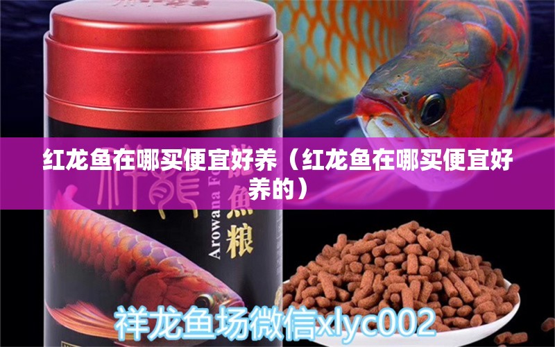 紅龍魚在哪買便宜好養(yǎng)（紅龍魚在哪買便宜好養(yǎng)的） 網(wǎng)上購(gòu)買觀賞魚