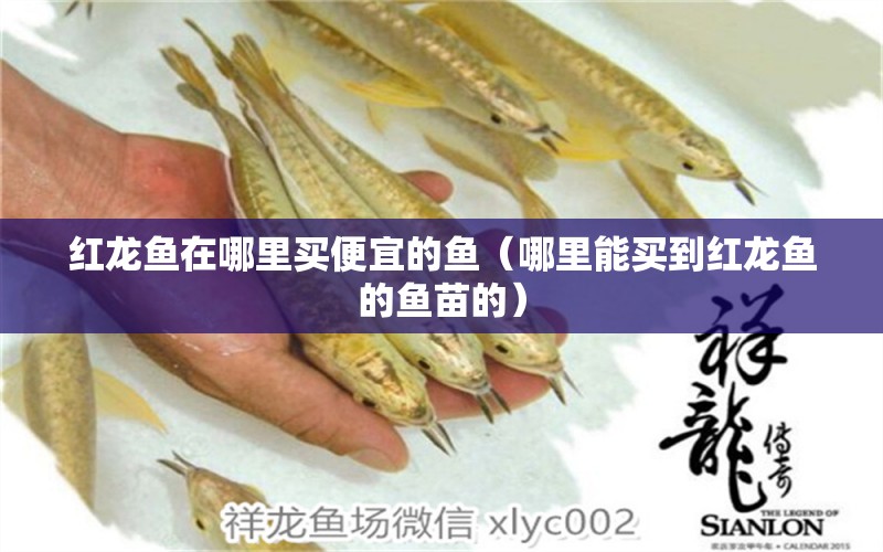 紅龍魚(yú)在哪里買便宜的魚(yú)（哪里能買到紅龍魚(yú)的魚(yú)苗的）