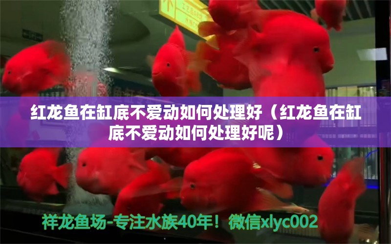 紅龍魚在缸底不愛動如何處理好（紅龍魚在缸底不愛動如何處理好呢） 印尼紅龍魚