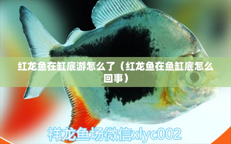 紅龍魚在缸底游怎么了（紅龍魚在魚缸底怎么回事） 龍魚百科