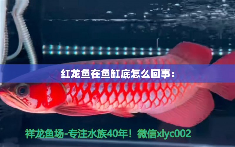 紅龍魚在魚缸底怎么回事：