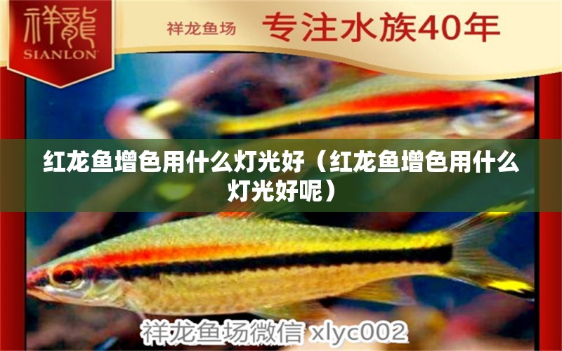 紅龍魚增色用什么燈光好（紅龍魚增色用什么燈光好呢）