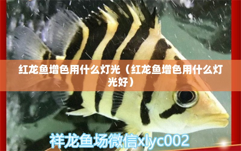 紅龍魚(yú)增色用什么燈光（紅龍魚(yú)增色用什么燈光好）