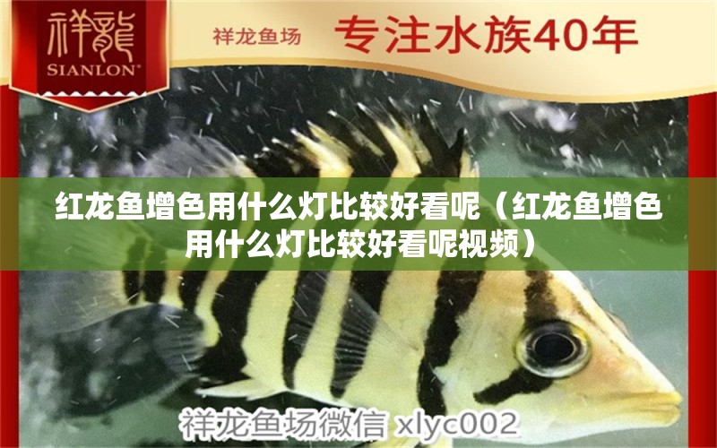 紅龍魚(yú)增色用什么燈比較好看呢（紅龍魚(yú)增色用什么燈比較好看呢視頻）