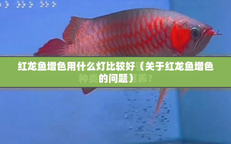 紅龍魚增色用什么燈比較好（關(guān)于紅龍魚增色的問題） 水族問答 第1張