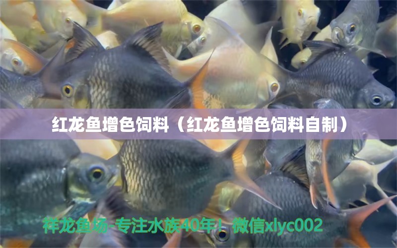 紅龍魚增色飼料（紅龍魚增色飼料自制） 印尼紅龍魚