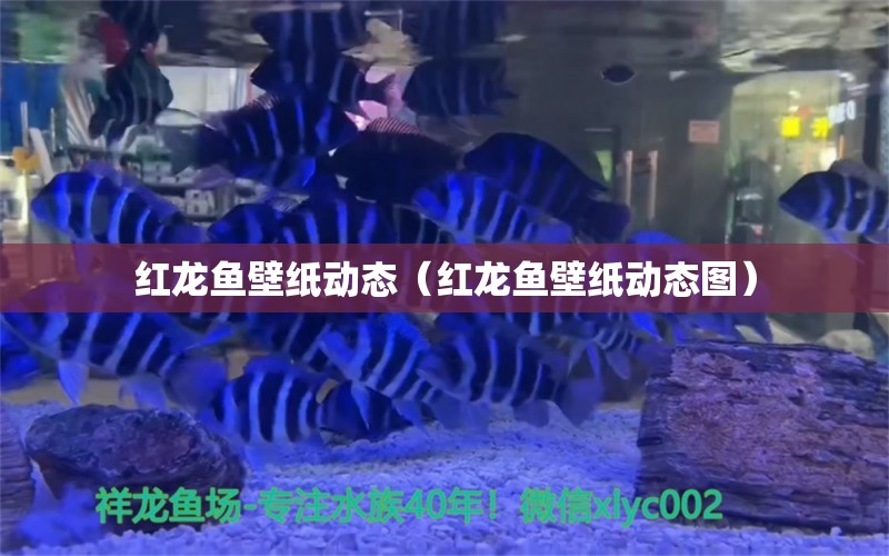 紅龍魚壁紙動態(tài)（紅龍魚壁紙動態(tài)圖）