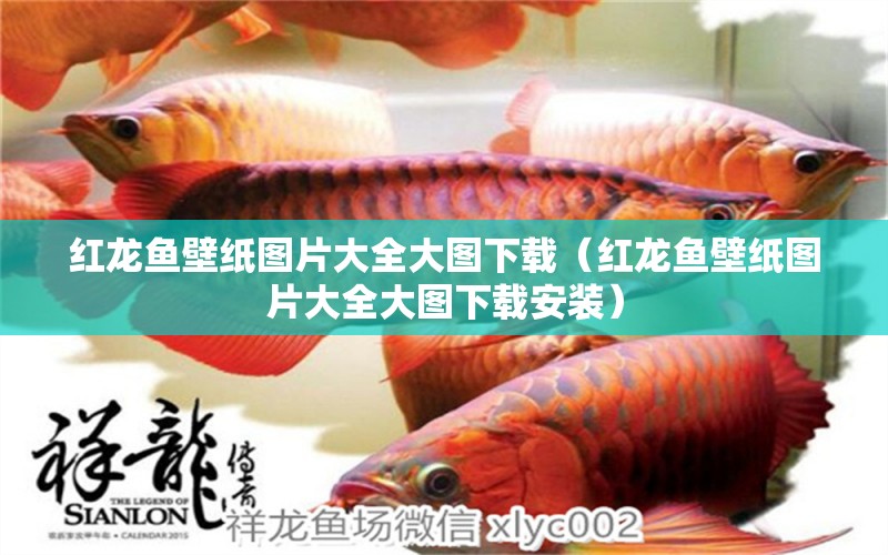 紅龍魚壁紙圖片大全大圖下載（紅龍魚壁紙圖片大全大圖下載安裝）