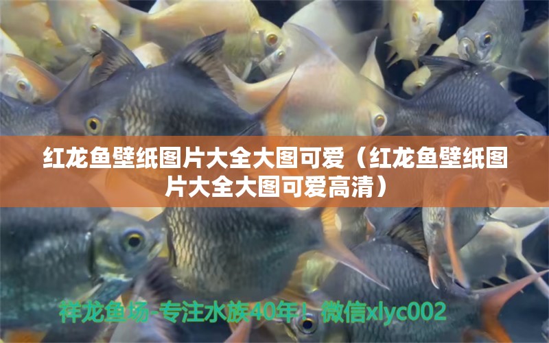 紅龍魚壁紙圖片大全大圖可愛（紅龍魚壁紙圖片大全大圖可愛高清）