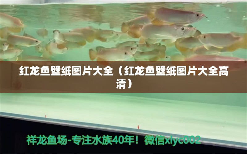 紅龍魚壁紙圖片大全（紅龍魚壁紙圖片大全高清） 印尼紅龍魚